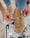 Our Beige pelle di vitello scamosciata Tèppa sneakers sfoderate - Picture 11 - Velasca